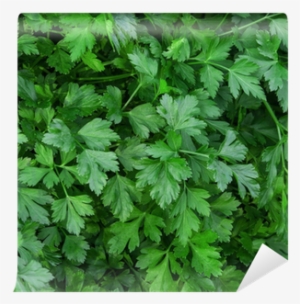 N.l. Chrestensen Petersilie Gigante D' Italia #4237025