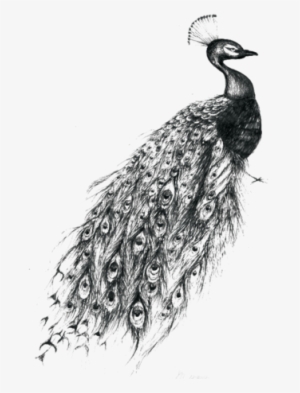 Peacock Tattoo 1 Large - Peacock Tattoo Black And White #4237282