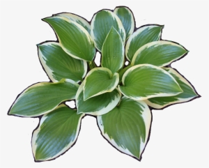 Hosta-iso - Plantain Lilies #4237453
