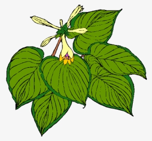 Hosta - » - Portable Network Graphics #4237460