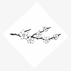 Palm De Rosa - Moth Orchid #4237518