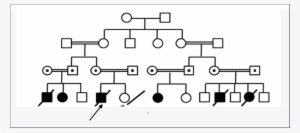 Pedigrees Of The Family Black Symbol Indicate Affected - Diagram #4237724