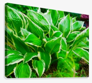 Francee Hosta Canvas Print - Wallpaper #4238061