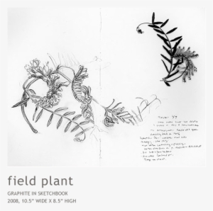 Hosta - Drawing #4238117