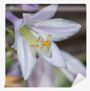 Agapanthus #4238161