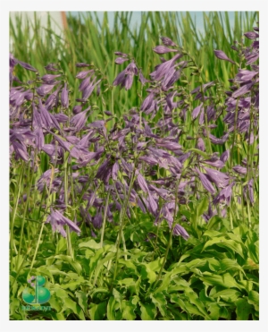 Mazā Hosta - Periwinkle #4238282