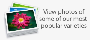 Iphoto #4238434