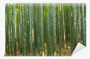Bamboo Forest #4238589