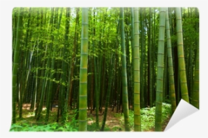 Bamboo #4238621