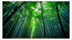 Score 50% - Wet Bamboo Forest #4238693