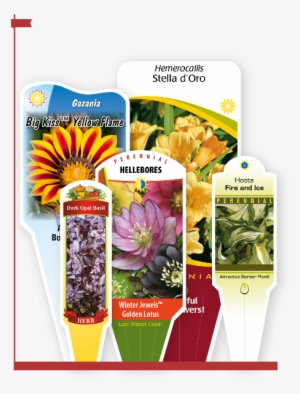 Stakes - African Daisy #4238923