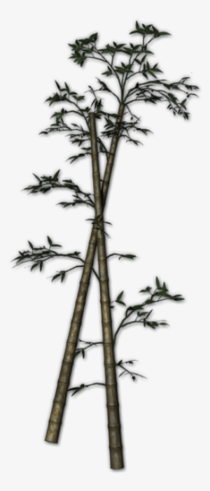 Qebf Night Bamboo Fallen 2 - Pond Pine #4238963