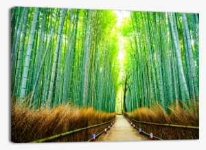 Bamboo Forest In Japan - Japan #4239199