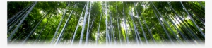 We Are Members Of - Air Purifying Bag - Cozilife Natural Bamboo Charcoal #4239696