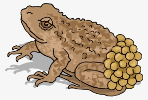 Cliparts Brown Egg - Animals That Lay Eggs Clipart #4240764