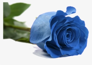 Rosas Azules #4240892 Rosas Azules #4240892