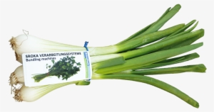 Verarbeitungssystem Frühlingszwiebeln - Welsh Onion #4241557