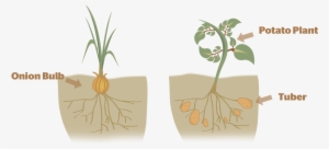 Reproduccion De Las Plantas Asexual Png #4241581