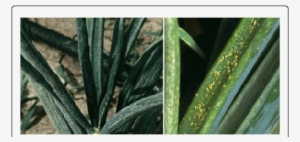 Damage Symptom Of Onion Thrips On Onion Crop - Onion Thrips Damage Symptoms #4241753