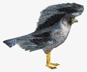 Falconperegrine Zerosvalmont - Peregrine Falcon Zt2 #4241893