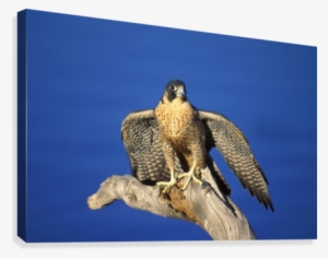 Peregrine Falcon On Perch Canvas Print #4242217