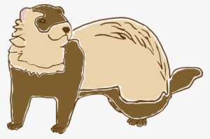 Ferret #4242387