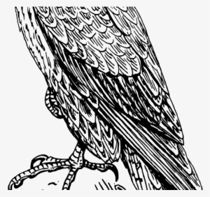 Peregrine Falcon Clipart Australian - Falcon Drawing #4242524