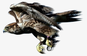 Why Not Give Us A Call And Book Yourselves A Day To - Falconry Png #4242611