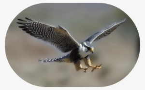 Peregrine Falcon Dive Bombing #4242636