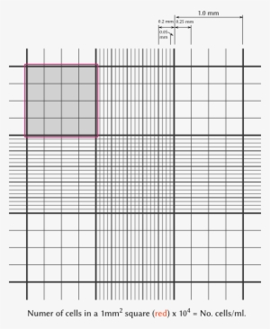 Cell Counting With A Hemocytometer - 儿童 练 字 #4242720