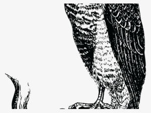 Peregrine Falcon Clipart Blackhawk - Clip Art #4242918