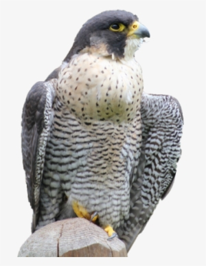 Cooper's Hawk - Maine #4243010 Cooper's Hawk - Maine #4243010