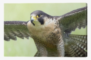 Peregrine Falcon #4243033