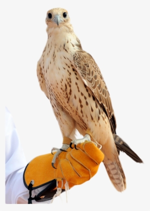 Falcon Png - صقر Hd #4243134 Falcon Png - صقر Hd #4243134