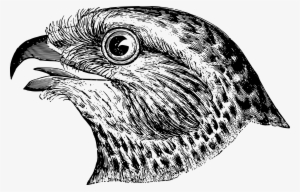 This Free Icons Png Design Of Bird's Head #4243697