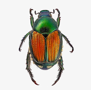 Japanese Beetles - Japanese Beetle #4243814