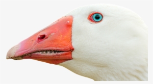 Ganso Png #4244095