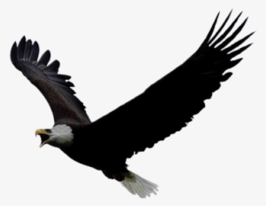 Eagle Head Animals - Eagle Gif Png #4244264
