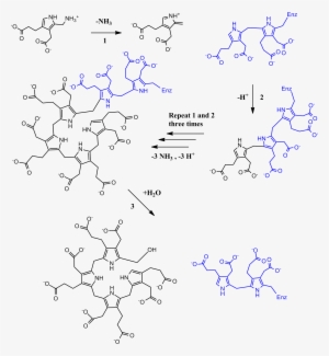 Full Pbg Deaminase Mechanism - Porphobilinogen Deaminase Mechanism #4245118 Full Pbg Deaminase Mechanism - Porphobilinogen Deaminase Mechanism #4245118