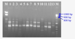 Lane 1, Pbg - Monochrome #4245472