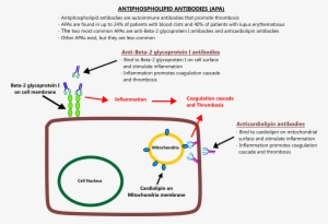 Antiphospholipid Antibodies #4245833