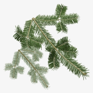 Pacific Silver Fir #4245946