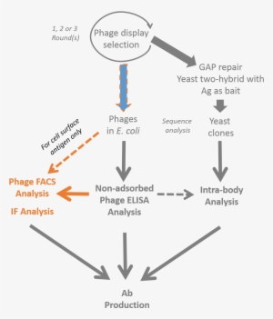 Antibody Phage Display Selection & If/facs Validation - Antibody #4245976