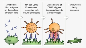 Antibody Dependent Cell Mediated Cytotoxicity #4246001