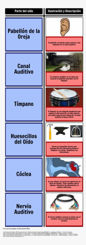 Partes Del Oído - My Picture Categories Flash Cards: 40 Language Photo #4246022