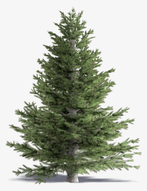 3d Viewview - Pe Christmas Tree #4246025