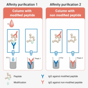 Ptm Programme Step By Step - Affinity Chromatography #4246052