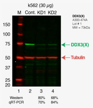 Ddx3x Secondary Western - Email Attachment #4246130