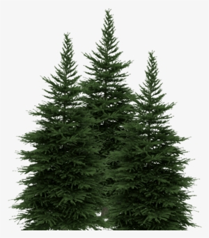 New York Lottery Pine Trees New York Lottery Pine Trees - Evergreen Drawing #4246229