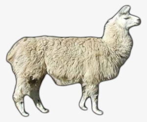 Click Here To See Lama Album - Lama Transparent #4246538